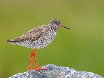 Rotschenkel in norwegen
