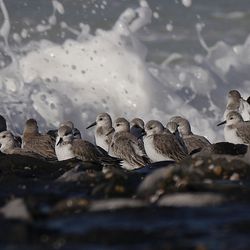 Sanderling NL Februar Thomas Griesohn-Pflieger 