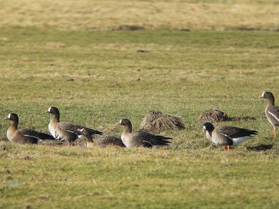 Zwerggans_T.Griesohn-Pflieger