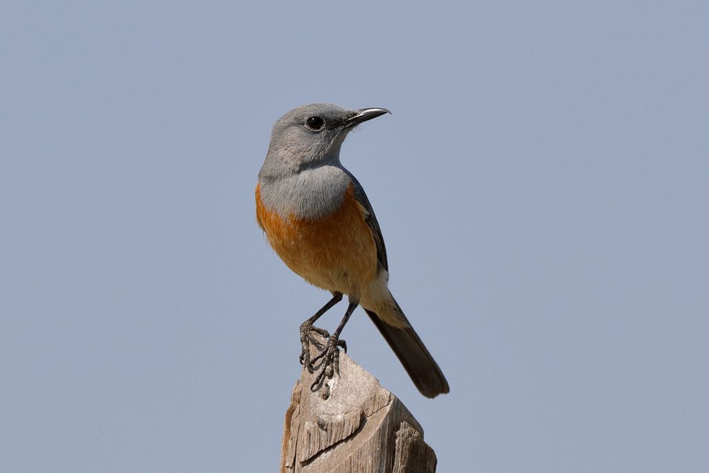 Duenenroetel Madagaskar H. Teichmann