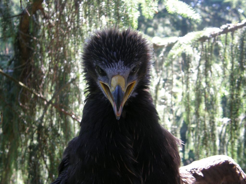 Schreiadler Slowakei Vlado Trulik