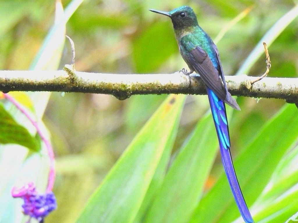 Veilchenbrustkolibri (G. Rojas)