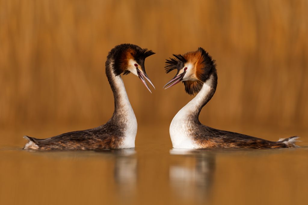 Zwei Haubentaucher im Wasser