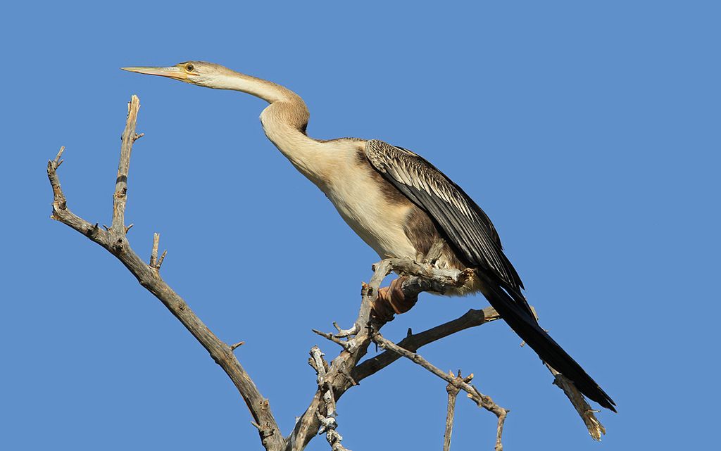 Schlangenhalsvogel Gambia Christoph Moning