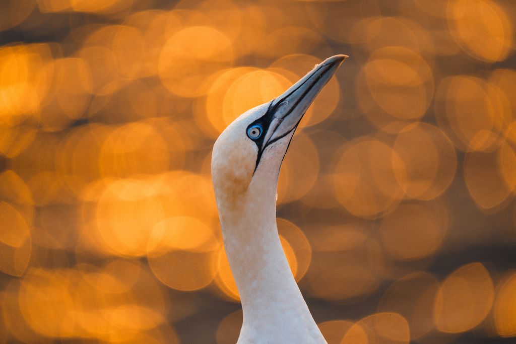 Basstölpel im Sonnenuntergang Deutschland Lea und Anskar