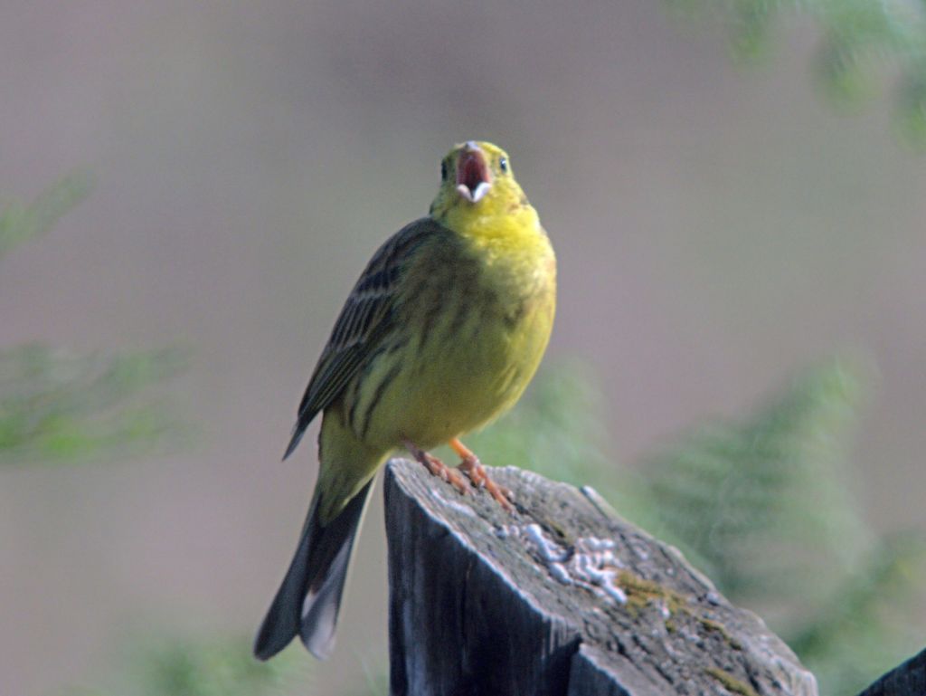 Goldammer mit offenem Schnabel