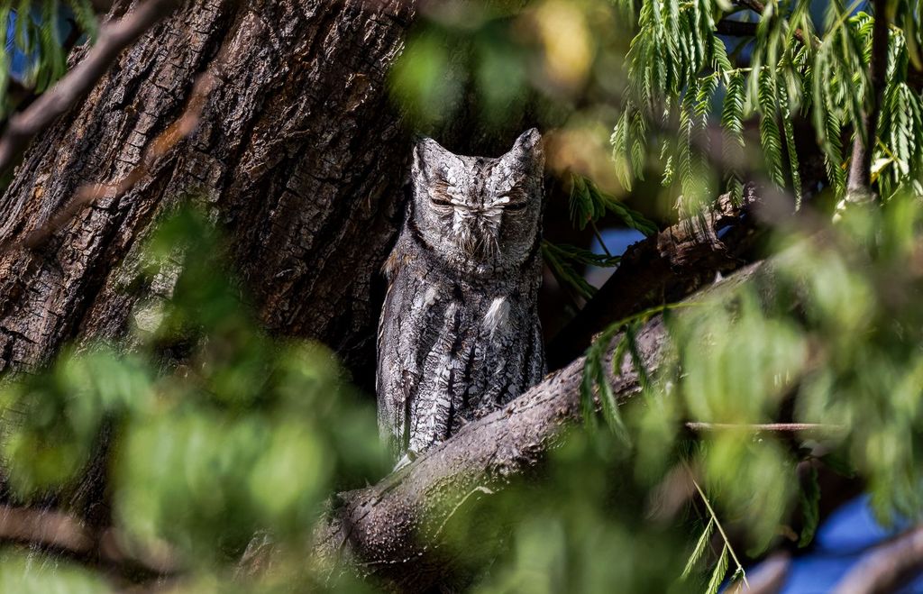 Afrikanische Zwergohreule auf Ast - Namibia Vogelbeobachtung