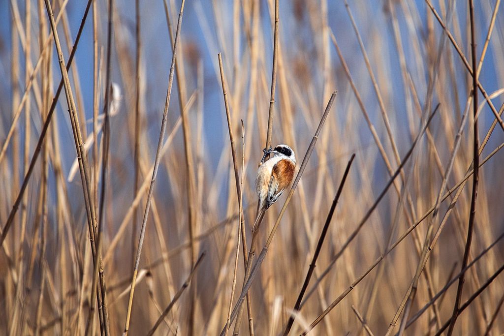 Beutelmeise im Schilf