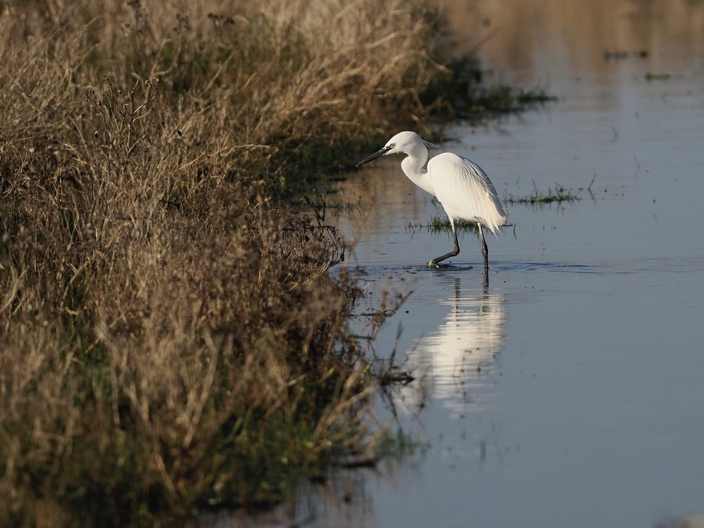 Seidenreiher_Somme (Luc De Brabant)
