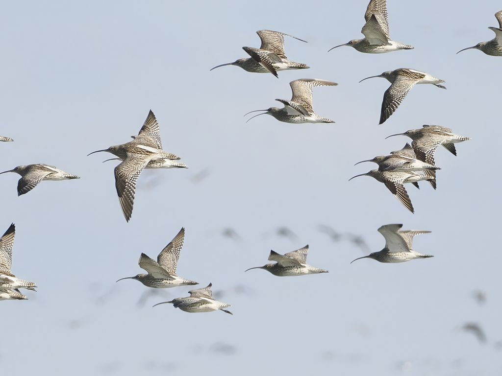 Brachvogel (Luc De Brabant)