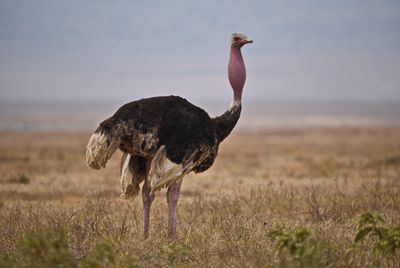 Afrikanischer Strauß in der Savanne