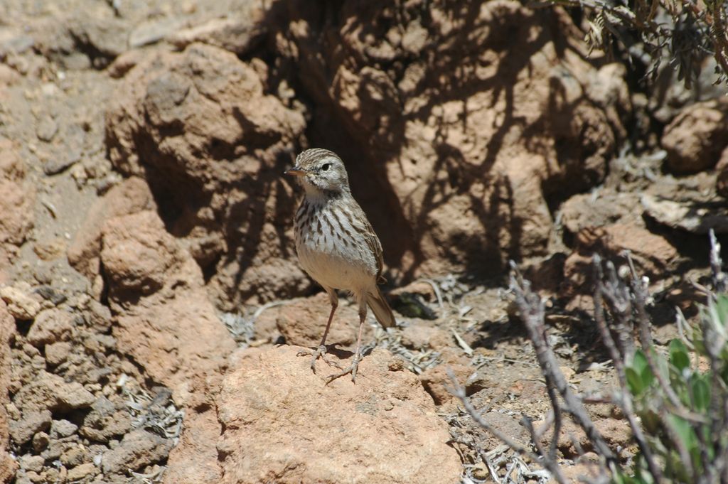 Kanarenpieper, T. Griesohn-Pflieger