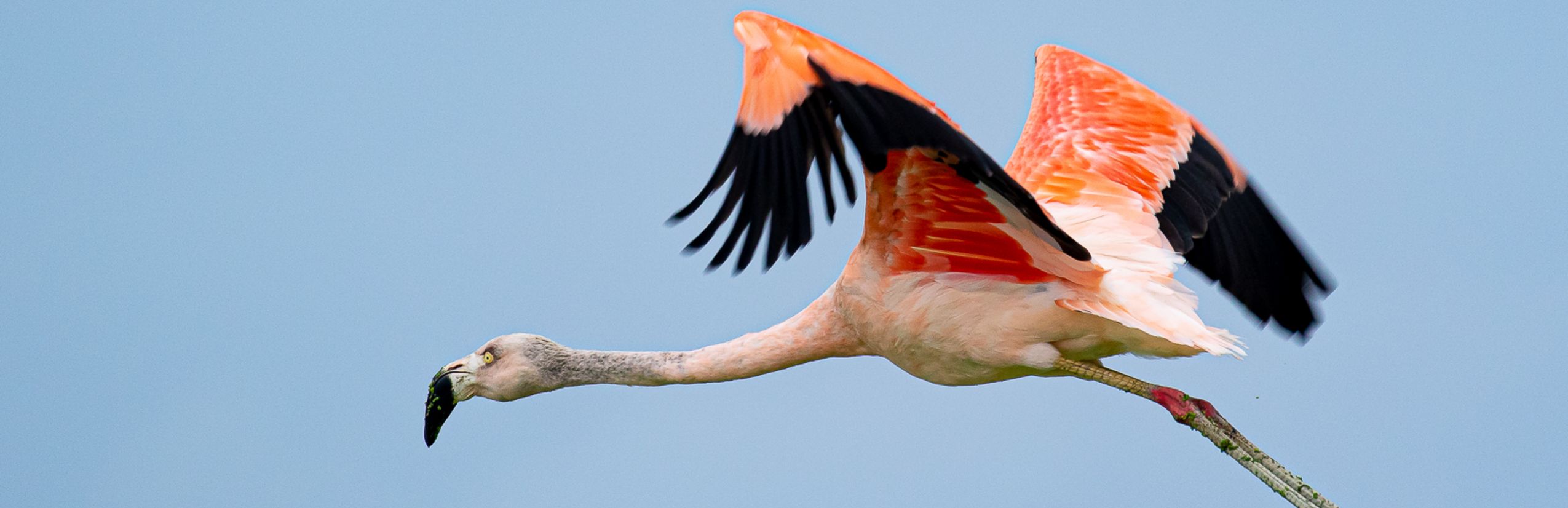 Chileflamingo im Flug