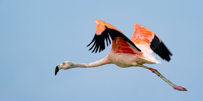 Chileflamingo im Flug