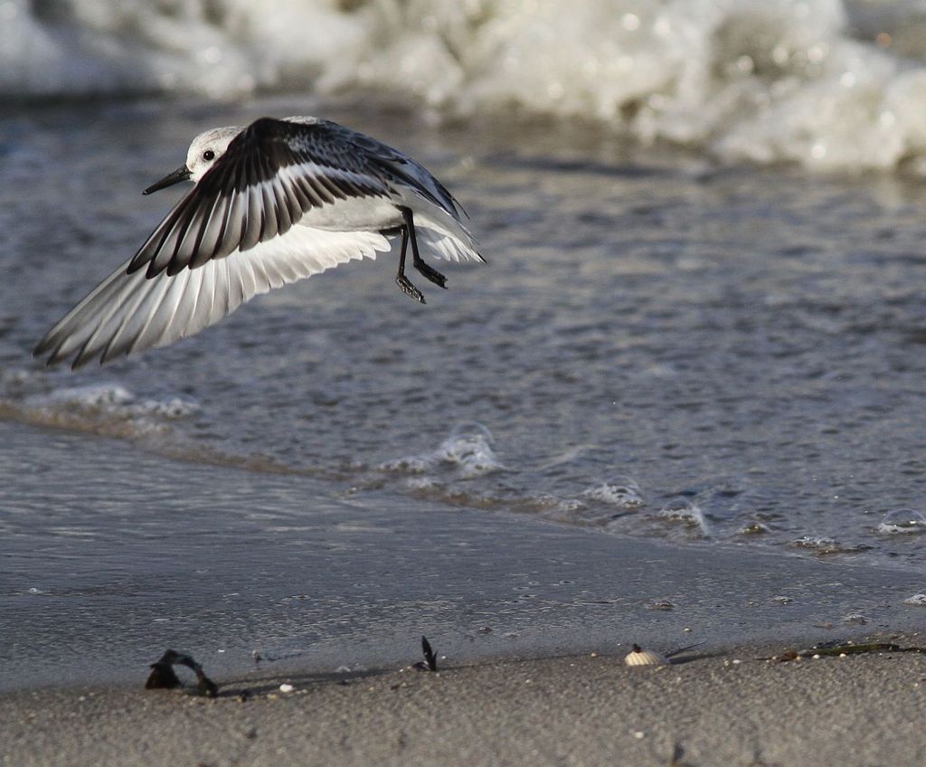 Sanderling Deutschland birdingtours