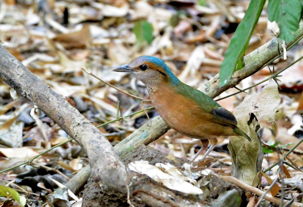 Blaubuerzelpitta Vietnam David Bowman Vietnam Birding