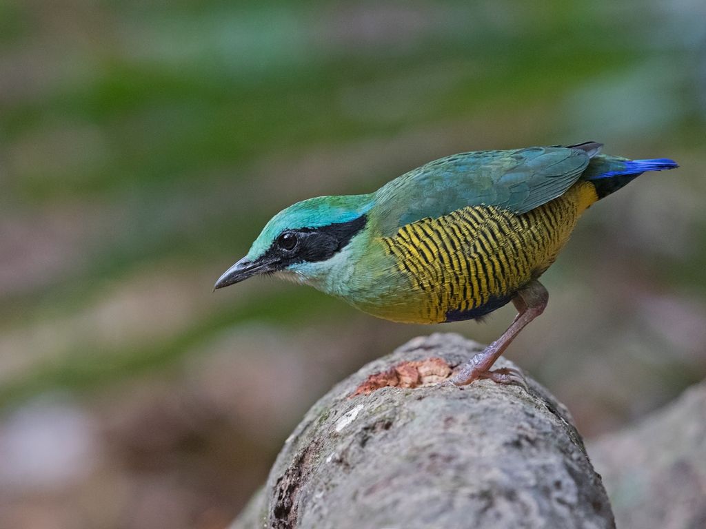 Gruenscheitelpitta Vietnam Niall Perrins Vietnam Birding