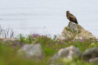 Seeadler in Norwegen