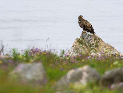 Seeadler in Norwegen