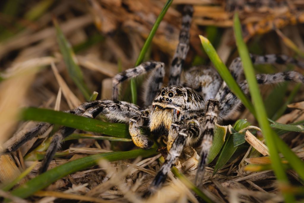 Südrussische Tarantel (A. Mekin)