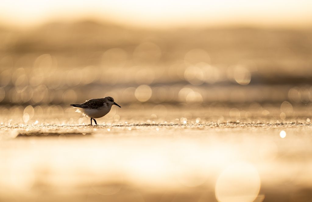 Sanderling (D. Stenitzer)