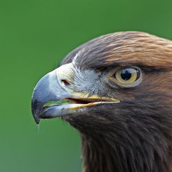 Steinadler Deutschland Christoph Moning