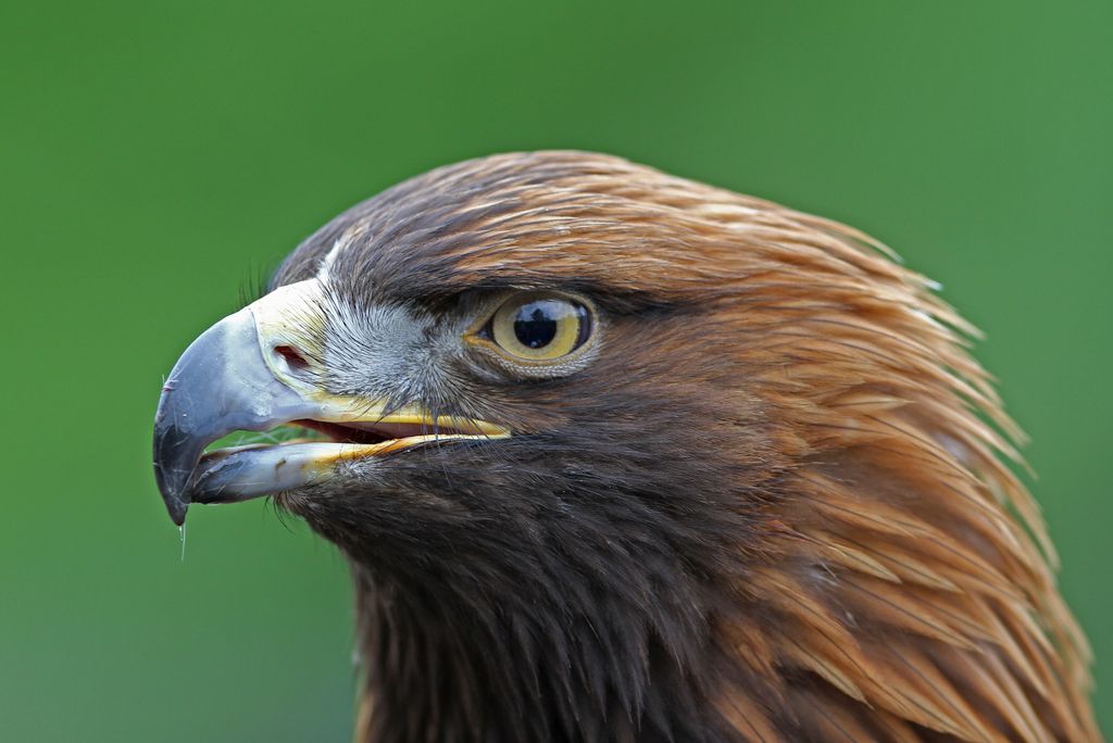 Steinadler Deutschland Christoph Moning