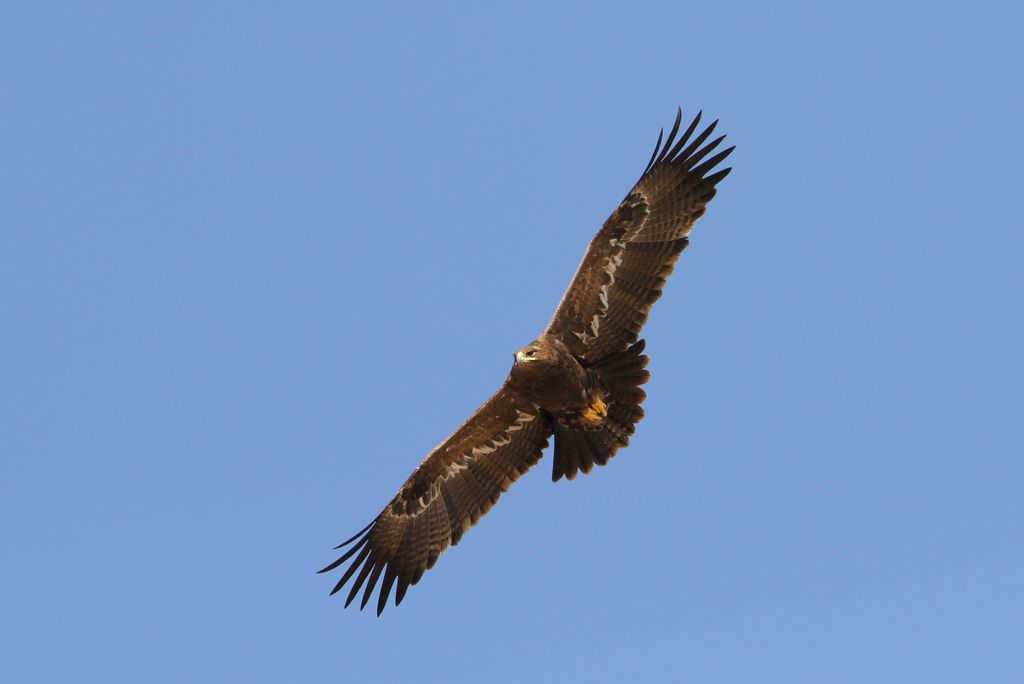 Steppenadler Oman Christoph Moning