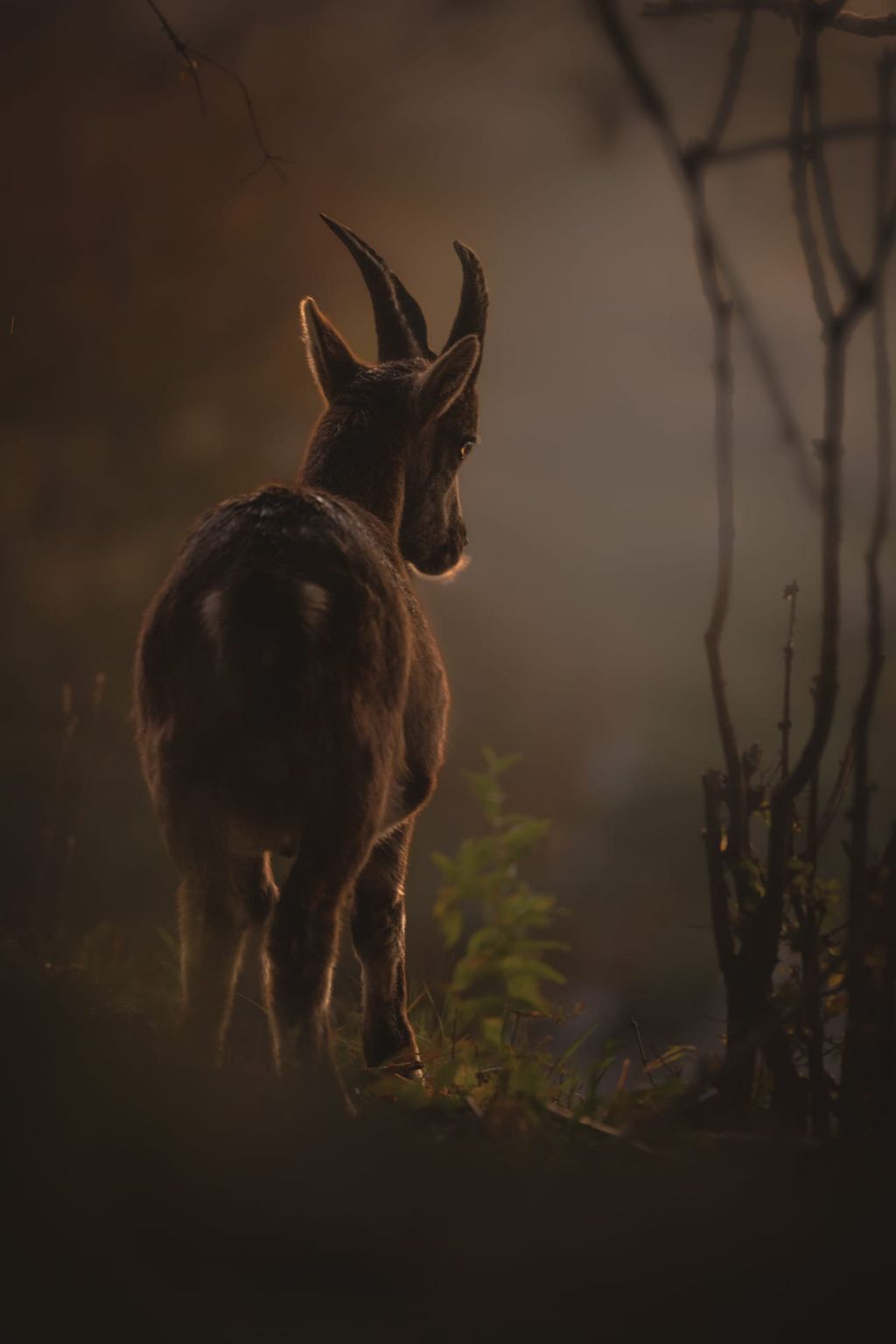 Hohe Wand/Steinbock (Alon M.)