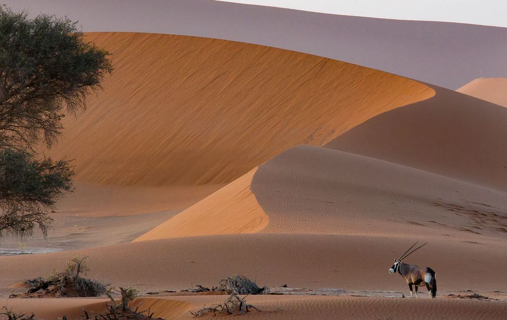 Orangene Düne mit Oryx - Namibia Vogelbeobachtung
