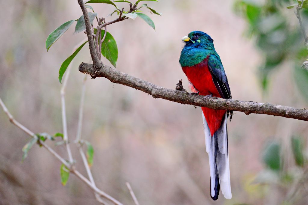 Narinatrogon Ghana Volker Sthamer