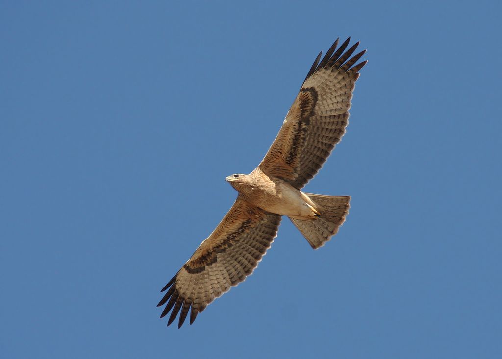 Habichtsadler Oman Christoph Moning