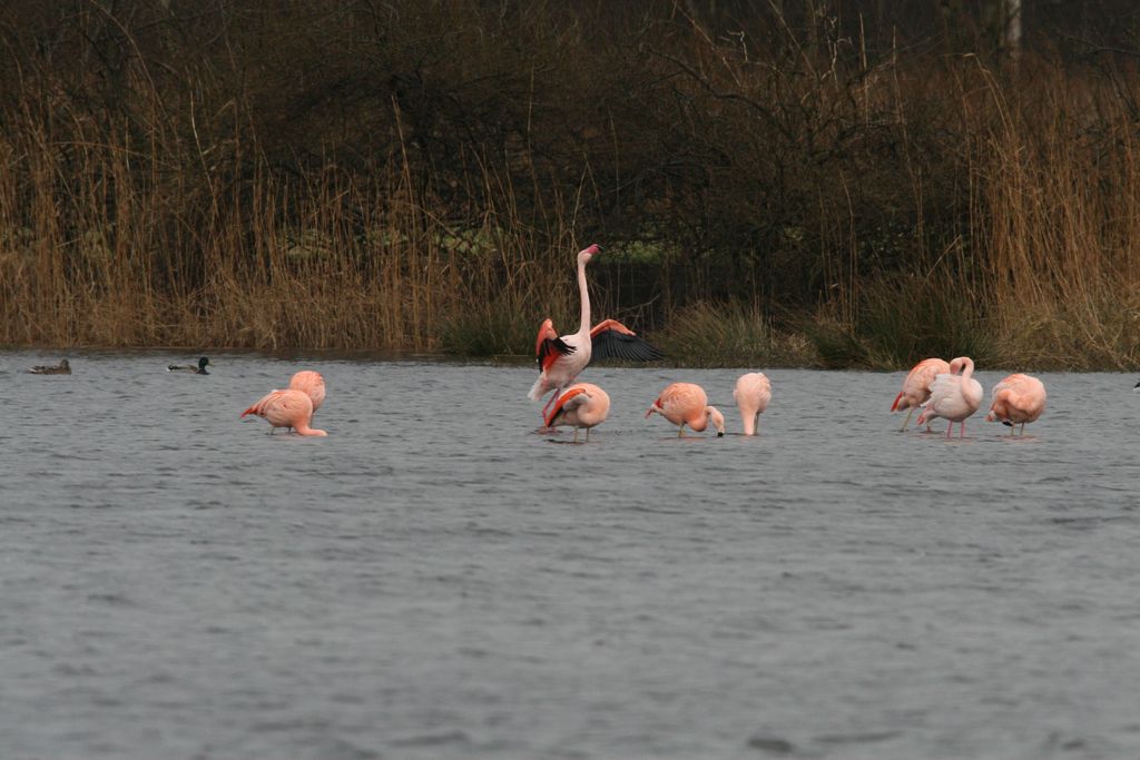 Chileflamingo Deutschland H. Stroetmann