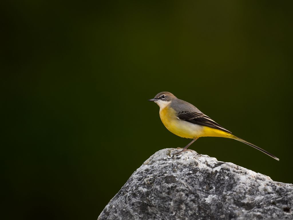 Gebirgsstelze auf einem Stein 