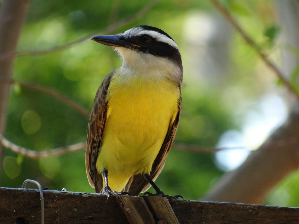 Schwefeltyrann Pantanal Andrea Engelhardt