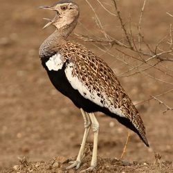 Rotschopftrappe Südafrika birdingtours
