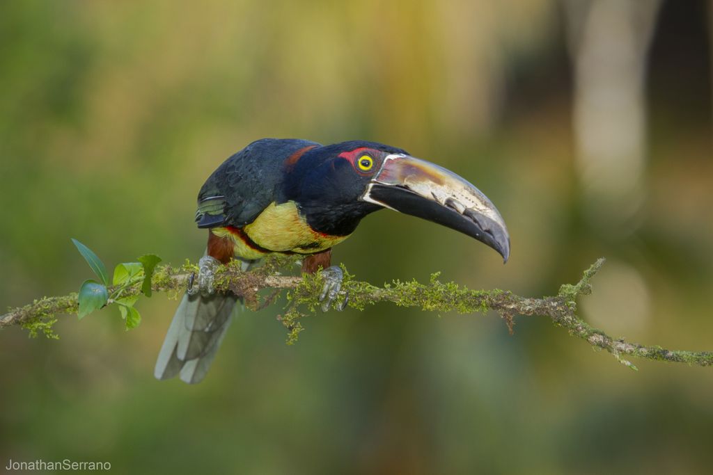 Aracari-Tukan Costa Rica Jonathan Serrano