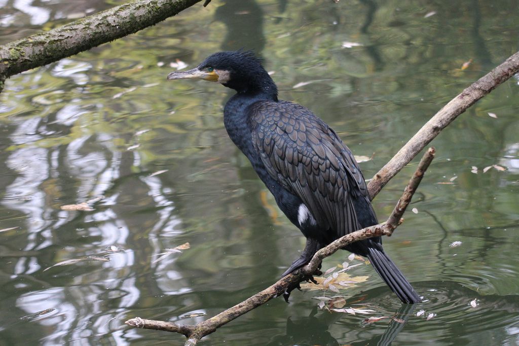 Kormoran Deutschland Christoph Moning