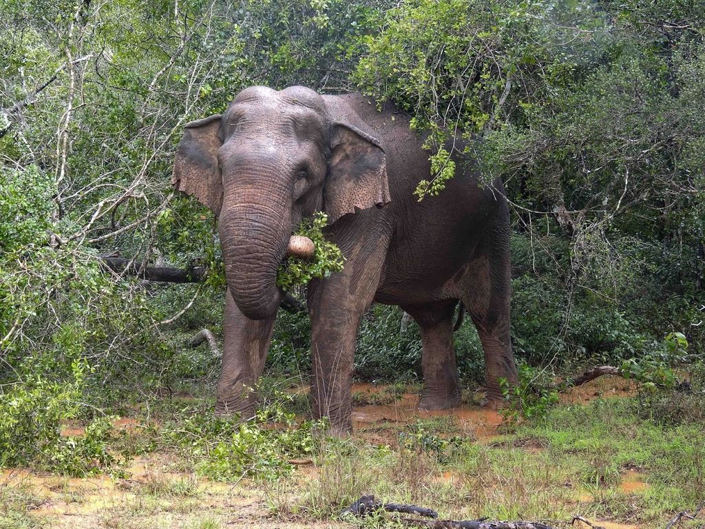 Asiatischer Elefant (Rainer Stoll)