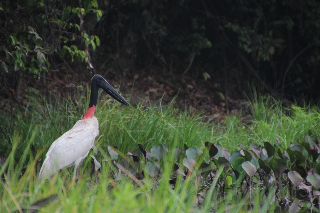 Jabiru 