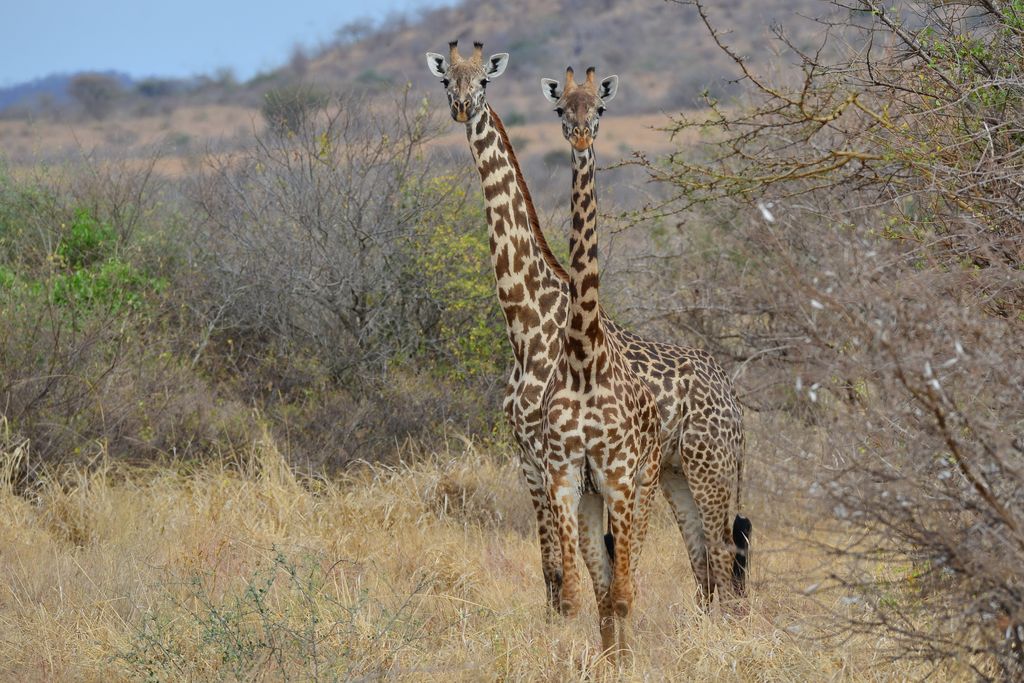 Massai Giraffe Tansania Volker Sthamer