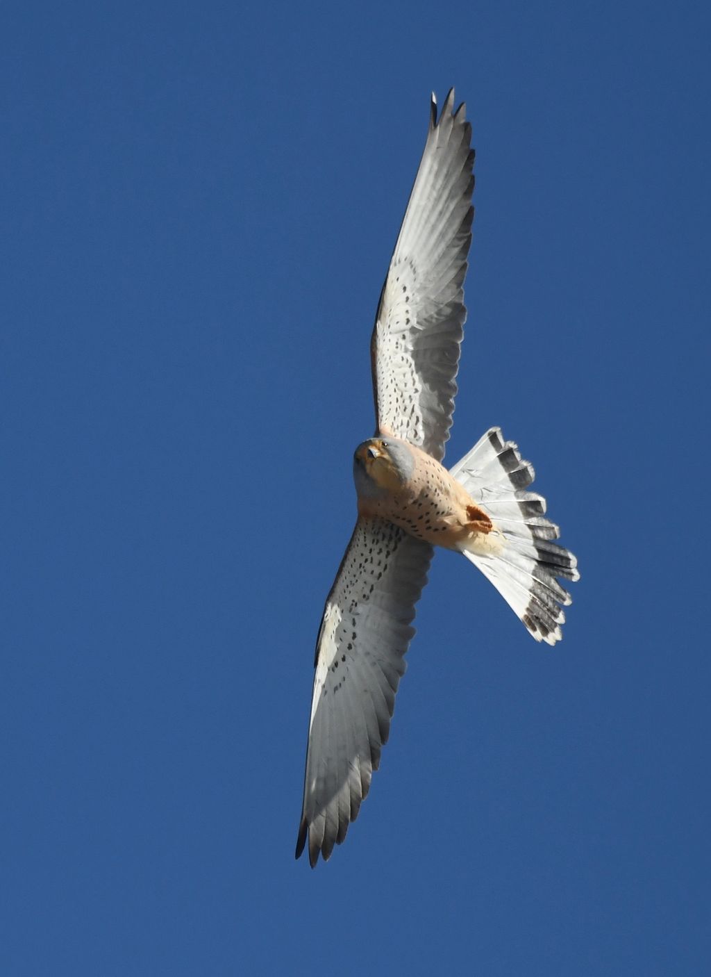 Roetelfalke (J. Weinbecker)