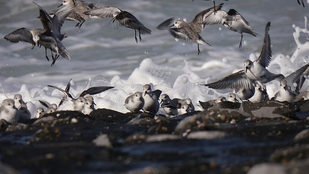 Sanderling NL Februar Thomas Griesohn-Pflieger 