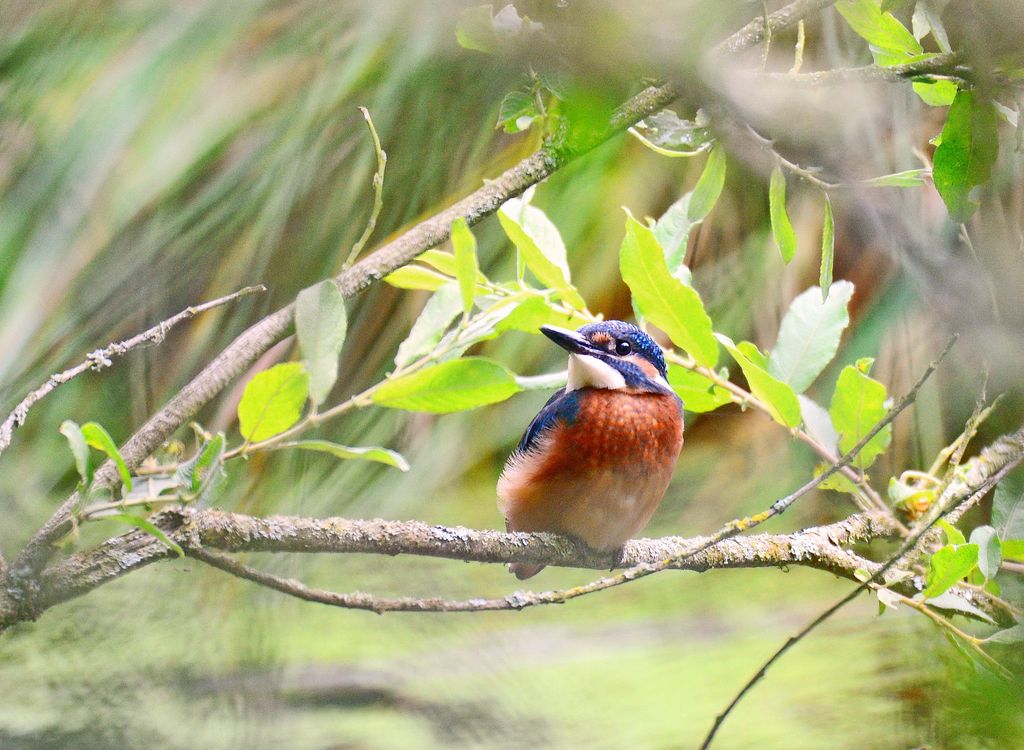 Eisvogel Deutschland Volker Sthamer