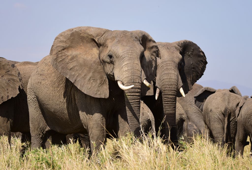 Afrikanischer Elefant Tansania Volker Sthamer