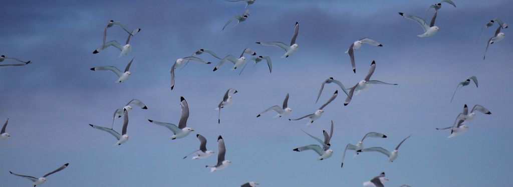 Spitzbergen Dreizehenmöwe Thomas Griesohn-Pflieger