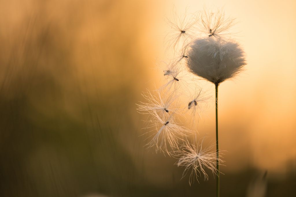 Pusteblume im Sonnenuntergang (Willi Rolfes)