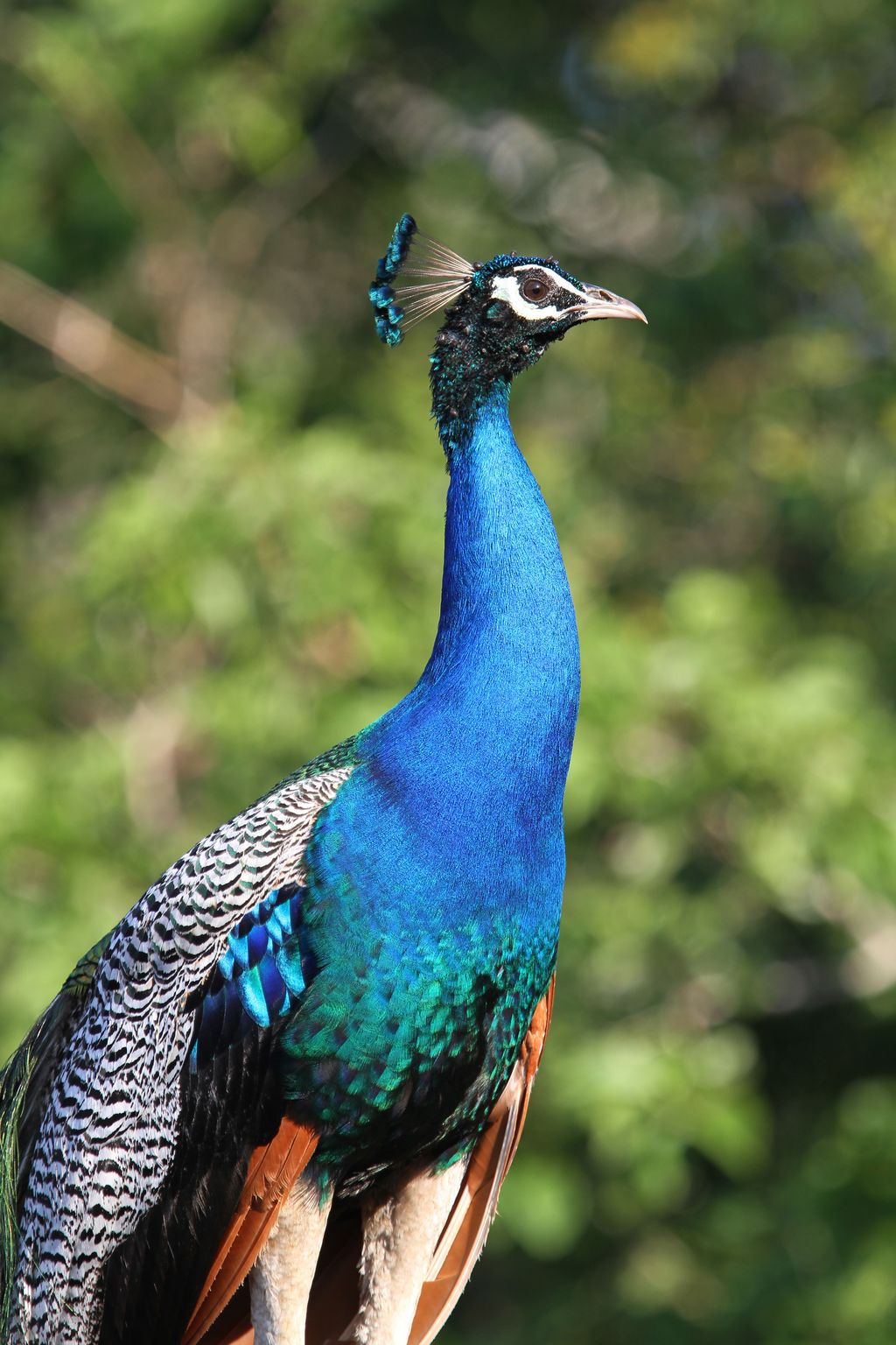 Blauer Pfau Sri Lanka Christoph Moning