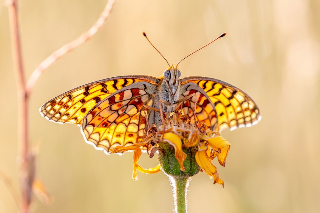 Schmetterling auf Blume