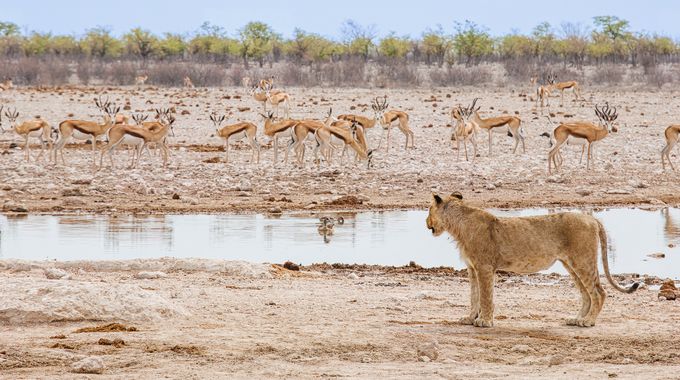 Löwe Namibiareise